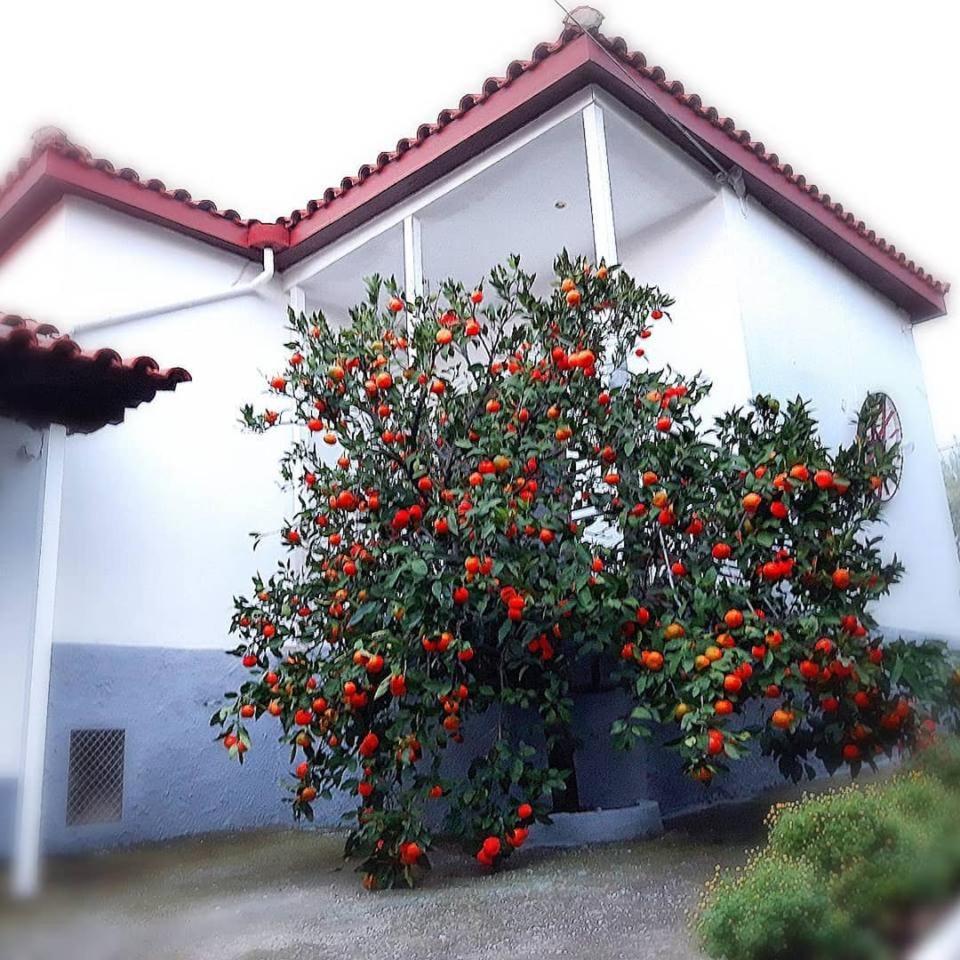 Dimos Bungalows PalaiónTsiflíkion Buitenkant foto